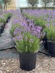  LAVANDULA INTERMEDIA GROSSO CLT. 10 Levendula