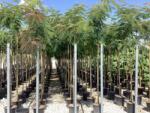  ALBIZIA JULIBRISSIN CLT. 18 Perzsa selyemakác