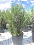  ROSMARINUS OFFICINALIS CLT. 3 Rozmaring