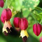  ABUTILON MEGAPOTANICUM VARIEGATUM (HYBRIDUM) CLT. 3 Selyemmályva