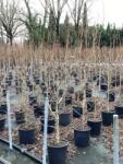  LIQUIDAMBAR STYRACIFLUA CLT. 18 150/175 Amerikai ámbrafa