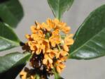  OSMANTHUS (OLEA)FRAGRANS CLT. 5 Illatcserje