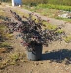  LOROPETALUM CHINENSE BLACK PEARL (R) CLT. 5 Kínai rojtosvirág