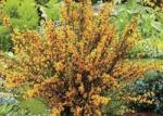  CYTISUS PRAECOX APRICOT GEM CLT. 10 Korai zanót