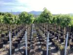  LIQUIDAMBAR STYRACIFLUA GUM BALL CLT. 10 Amerikai ámbrafa