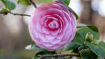 CAMELLIA JAPONICA PEARL MAXWELL CLT. 15 Japán kamélia