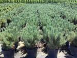  PINUS SYLVESTRIS BLUE PEARL (R) CLT. 12 Erdeifenyő