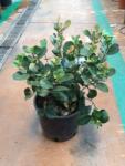  PHOTINIA FRASERI CHICO (R) CLT. 3 Korallberkenye