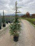  CEDRUS DEODARA KELLY GOLD (R) CLT. 10 Himalájai cédrus