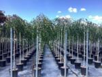 Betula PENDULA MAGICAL GLOBE (R) LCI 23 Közönséges nyír