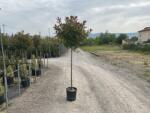  PHOTINIA SERRULATA RED ROBIN CLT. 18 HALF STANDARD TR. 120/140 Korallberkenye