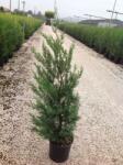  CUPRESSOCYPARIS LEYLANDII BLUE JEANS CLT. 7 Leyland-ciprus