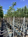  JUGLANS NIGRA CLT. 30 10/12 STANDARD Fekete dió
