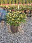  PAEONIA LACTIFLORA KARL ROSENFIELD LV 11 Bazsarózsa