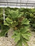  GUNNERA MANICATA LV 9 Brazil óriáslapu