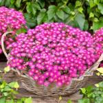 SkimiaPL Napraforgó Rózsaszín Növekszik Öntözés nélkül Szép Palánták Cserépben P12 (SkimiaPL)