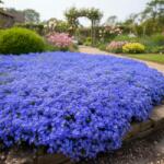 SkimiaPL Kerti Vitorlás Gyönyörű Kék Nagy Palánták P11