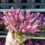 SkimiaPL Hanga Rózsaszín Tavaszi Szép Palánták Cserépben P12 (SkimiaPL)