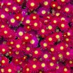 SkimiaPL Napraforgó Karmin Növekszik Öntözés nélkül Szép Palánták Cserépben P12 (SKIMIA)