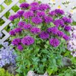 SkimiaPL Ízletes Kerti Monarda Lila Teljes Nagy Palánták Virágcserépben P14 (SKIMIA)