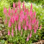 SkimiaPL Kalászváltó Rózsaszín Gyönyörű Virágok Szép Palánták Cserépben P14