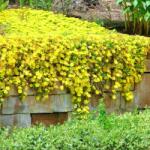 SkimiaPL Napraforgó Arany Növekszik Öntözés nélkül Szép Palánták Cserépben P12