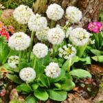 SkimiaPL Kankalin fogazott fehér Gyönyörű Fehér Gömbölyű Virágok Palánták P12 (SkimiaPL)