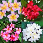 DobreNasiona. pl Lea virág - Plumeria Rubra Frangipani MIX színek 2 mag (nasiona)