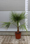 Plantstore Mexikói Washington Pálma 120-140 Cm- Washingtonia Robusta