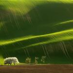 Agro-Largo Kft Zöldugar 2 zöldtrágya keverék AKG (25 kg)