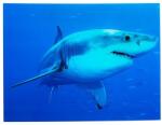 IV Interior Concept Tablou decorativ imagine imprimata pe sticla, Shark 60x80cm A-37414 VC (A-37414 VC)