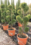 Plantstore Leylandi Ciprus Castlewellan Gold Pon Pon 80 Cm- Cupressocyparis Leylandii Castlewellan Gold