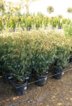 Plantstore Portugál Babérmeggy Cserje 9l- Prunus Lusitanica Angustifolia