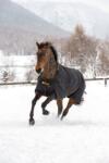 Bucas Irish Turnout 150 fekete/arany - 165 cm