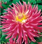 Benex Dahlia A kert ékszere - Kaktusz Dália Good Earth Rózsaszín, 3 db (184A)