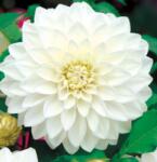 Benex Dahlia A kert ékszere - Dália Csábítás Dekoratív fehér, 3db (170E)