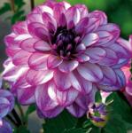 Benex Dahlia A kert ékszere - Dália Csábítás Seduction, Lila fehér, 3db (166C)