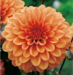 Benex Dahlia A kert ékszere - Dália Csábítás Dekoratív Narancssárga, 3db (167C)