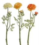  Ranunculus (3655)