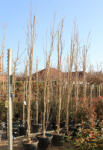 Plantstore Amerikai ámbrafa Oszlopos 350/400 Cm- Liquidambar Styraciflua Slender Shilouette
