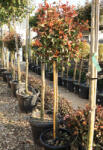 Plantstore Korallberkenye Magical Volcano Magastörzsű 1/2- Photinia Fraseri Magical Volcano