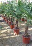Plantstore Kínai Kenderpálma 140-160 Cm- Trachycarpus Fortunei