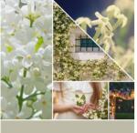 Yankee Candle Midnight Jázmin Illatos Viasz Aromalámpákhoz új