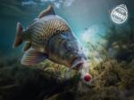 DELPHIN D SNAX SHELL 14mm/30g Choco-Banana (101004583)