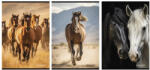 STREET Füzet sima STREET A/4 54 lapos Horses (67583) - papir-bolt