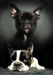  Kutyás Bulldog polár takaró 100x140cm (BRM008885) - eking