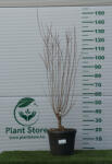 Plantstore Japán Díszmeggy 100/120 Cm- Prunus Albosinensis