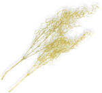  Hosszúlevelű asparagus csillámos arany 2db/csomag - KIFUTÓ - virágdekorációhoz és koszorúhoz