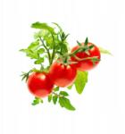 Click & Grow Vetőmagok Palánták Starter Termesztéshez Koktélparadicsomok (4742793007304)