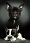 Állatok Kutyás Bulldog polár takaró 100x140cm (BRM008885)